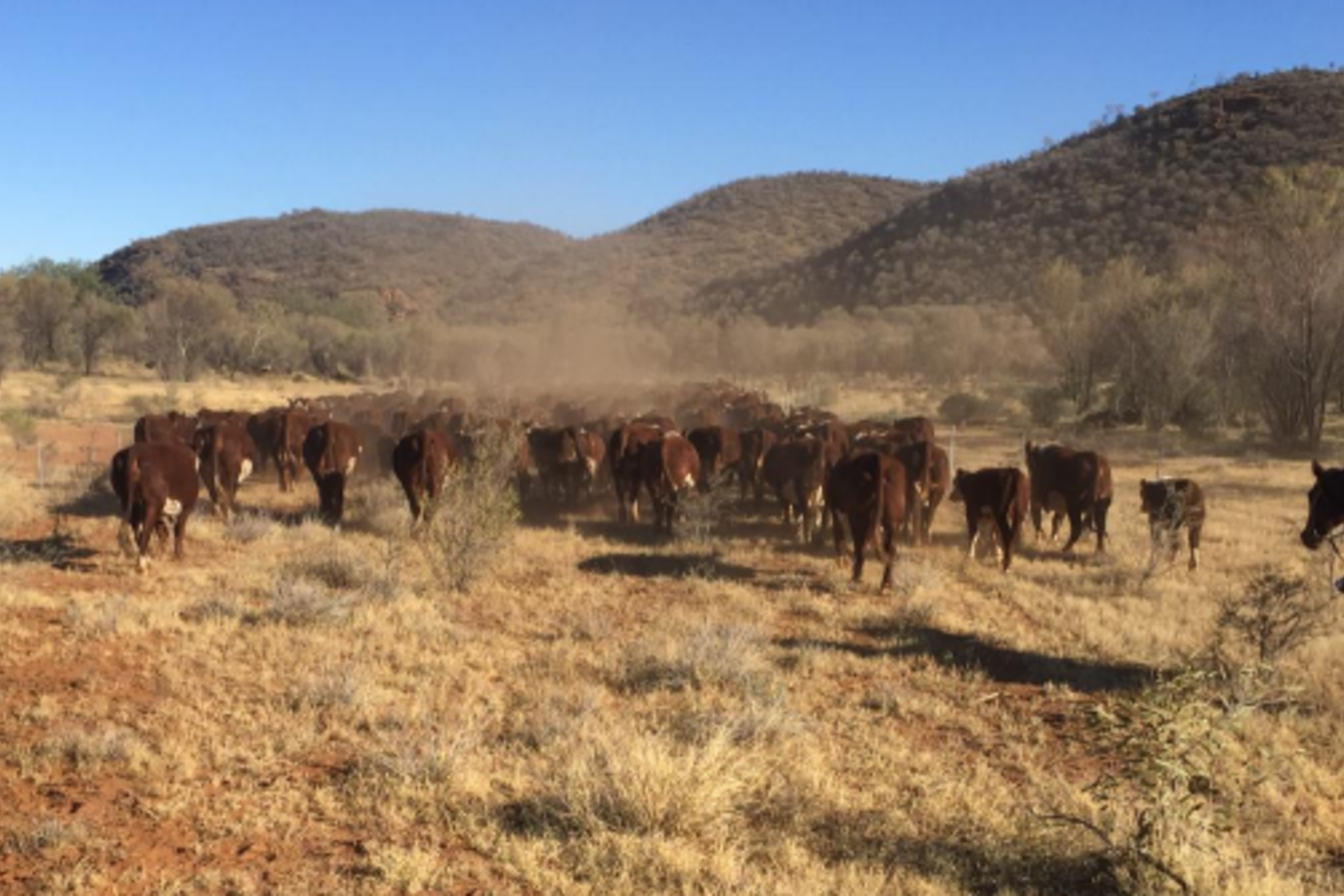 Remote WOW Cadzows case study7